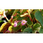 BEGONIA grandis evansiana BEGONIA grandis evansiana