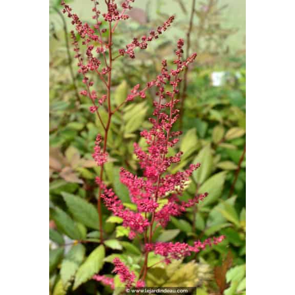 ASTILBE x arendsii 'William Reeves'