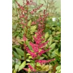 ASTILBE x arendsii 'William Reeves' ASTILBE x arendsii 'William Reeves'
