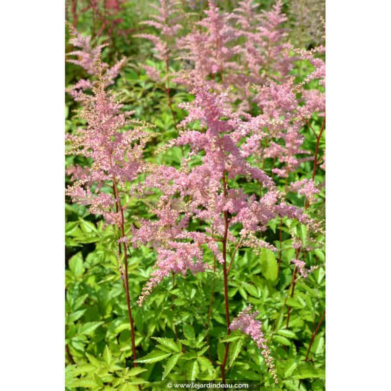 ASTILBE x arendsii 'Bressingham Beauty' ASTILBE x arendsii 'Bressingham Beauty'