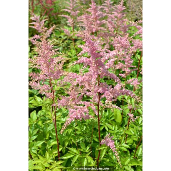 ASTILBE x arendsii 'Bressingham Beauty'