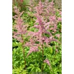 ASTILBE x arendsii 'Bressingham Beauty' ASTILBE x arendsii 'Bressingham Beauty'