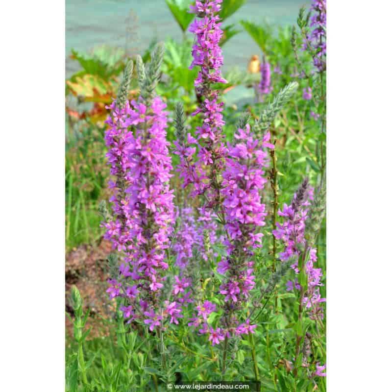 LYTHRUM virgatum 'Rose Queen' LYTHRUM virgatum 'Rose Queen'