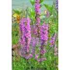 LYTHRUM virgatum 'Rose Queen' LYTHRUM virgatum 'Rose Queen'