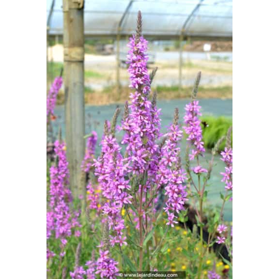 LYTHRUM virgatum 'Rose Queen'