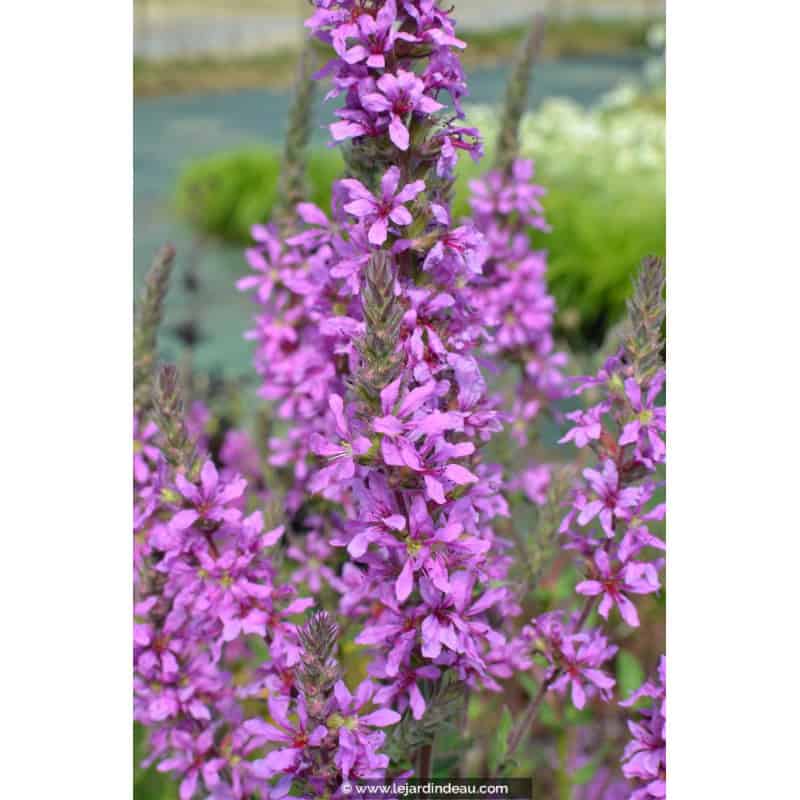 LYTHRUM virgatum 'Rose Queen' LYTHRUM virgatum 'Rose Queen'