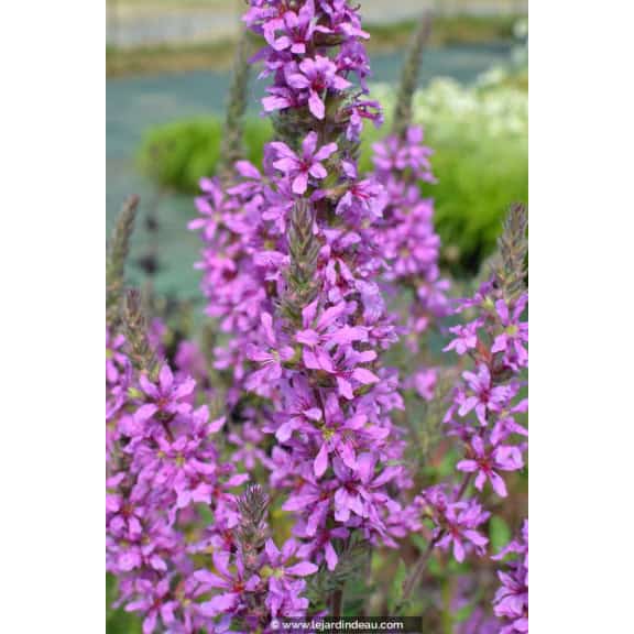 LYTHRUM virgatum 'Rose Queen'