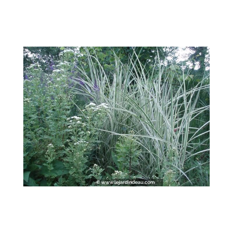 MISCANTHUS sinensis 'Variegatus' MISCANTHUS sinensis 'Variegatus'