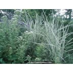 MISCANTHUS sinensis 'Variegatus' MISCANTHUS sinensis 'Variegatus'
