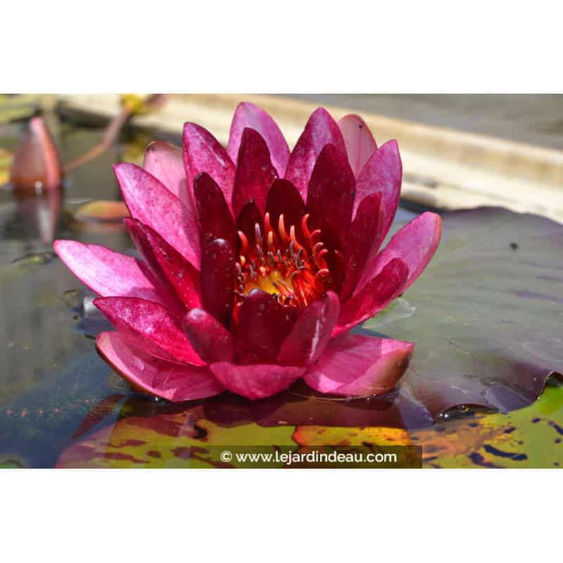 NYMPHAEA 'William Falconer' NYMPHAEA 'William Falconer'