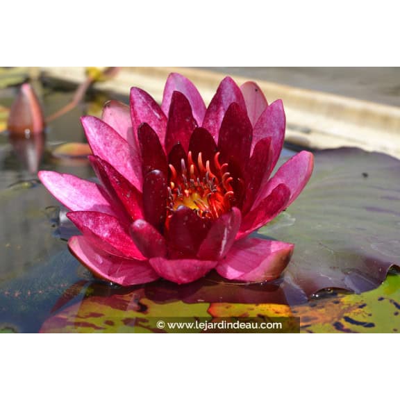 NYMPHAEA 'William Falconer'
