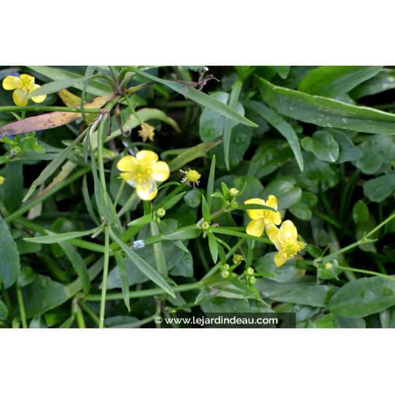 RANUNCULUS flammula RANUNCULUS flammula