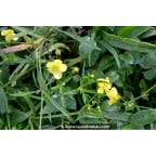 RANUNCULUS flammula RANUNCULUS flammula
