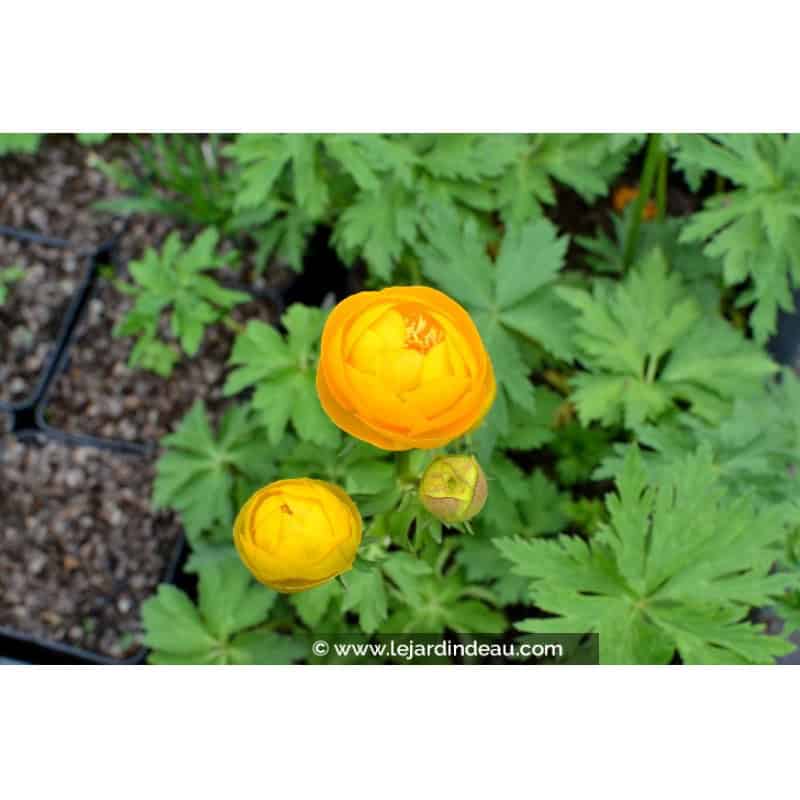 TROLLIUS x cultorum 'Etna' TROLLIUS x cultorum 'Etna'