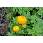 TROLLIUS x cultorum 'Etna' TROLLIUS x cultorum 'Etna'