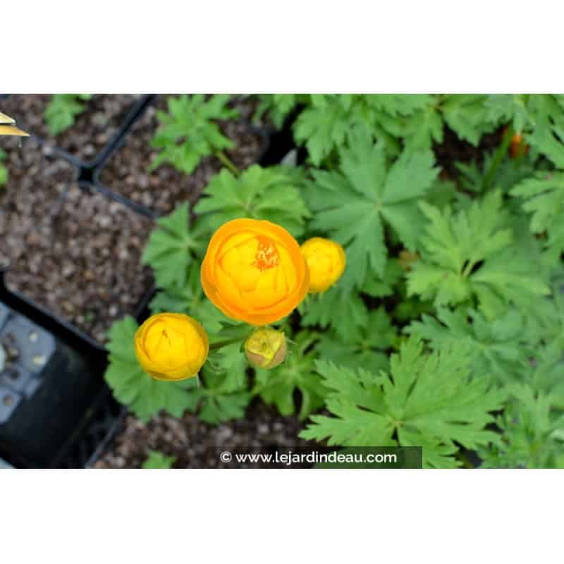 TROLLIUS x cultorum 'Etna' TROLLIUS x cultorum 'Etna'