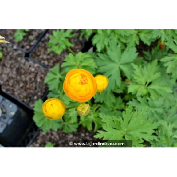 TROLLIUS x cultorum 'Etna'