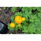 TROLLIUS x cultorum 'Etna' TROLLIUS x cultorum 'Etna'