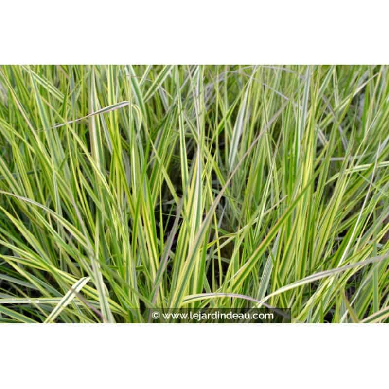CALAMAGROSTIS x acutiflora 'Overdam' CALAMAGROSTIS x acutiflora 'Overdam'