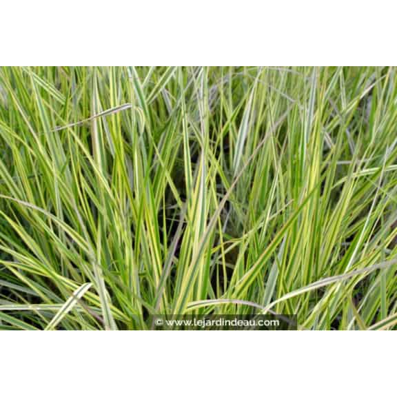 CALAMAGROSTIS x acutiflora 'Overdam'
