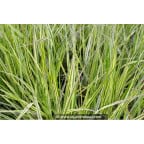 CALAMAGROSTIS x acutiflora 'Overdam' CALAMAGROSTIS x acutiflora 'Overdam'