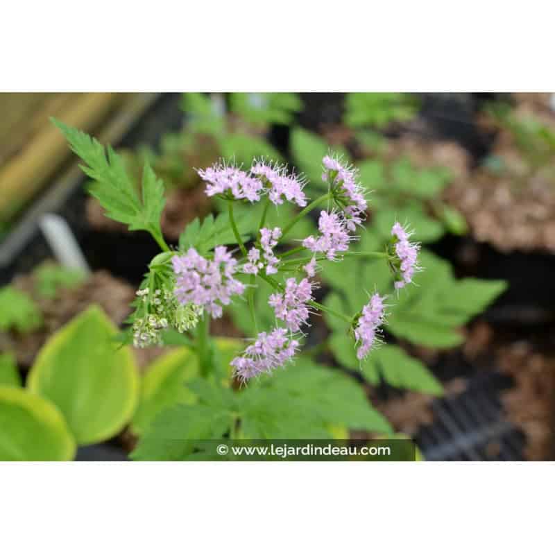 CHAEROPHYLLUM hirsutum 'Roseum' CHAEROPHYLLUM hirsutum 'Roseum'