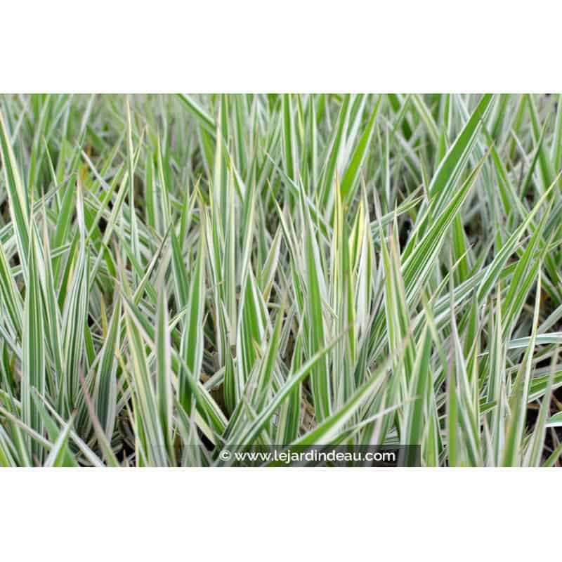 PHALARIS arundinacea 'Picta' PHALARIS arundinacea 'Picta'