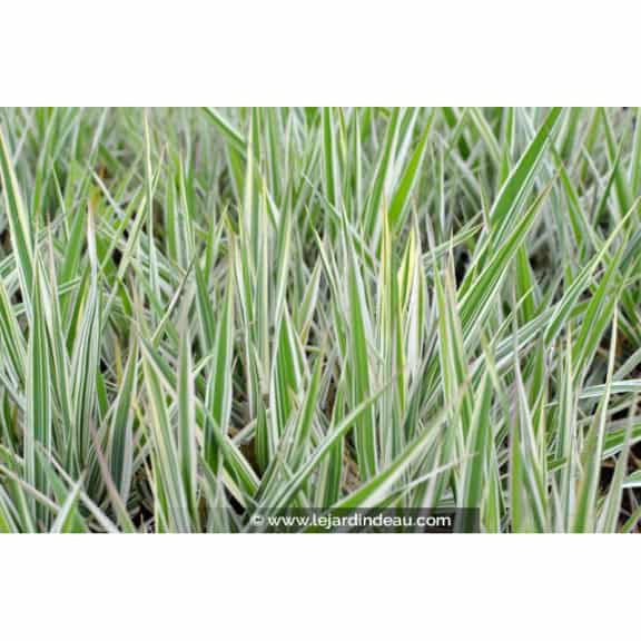 PHALARIS arundinacea 'Picta'