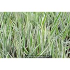 PHALARIS arundinacea 'Picta' PHALARIS arundinacea 'Picta'