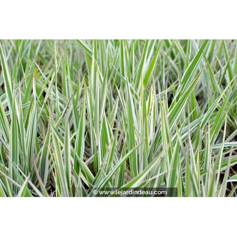 PHALARIS arundinacea 'Picta' PHALARIS arundinacea 'Picta'