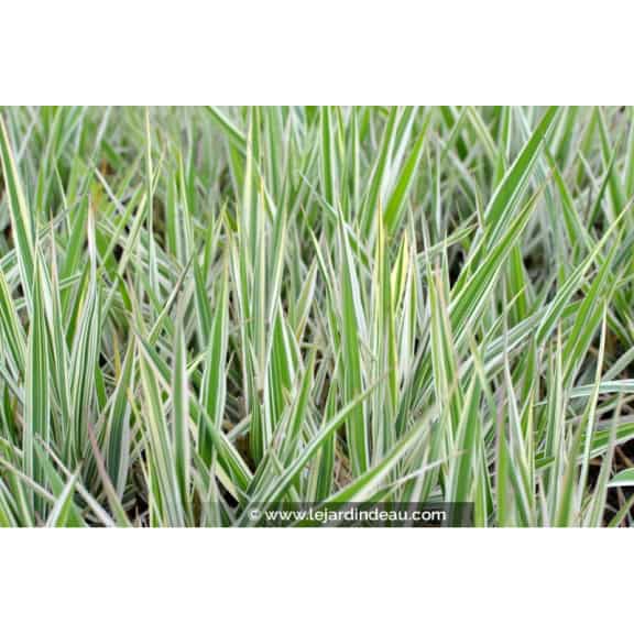 PHALARIS arundinacea 'Picta'