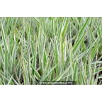 PHALARIS arundinacea 'Picta' PHALARIS arundinacea 'Picta'