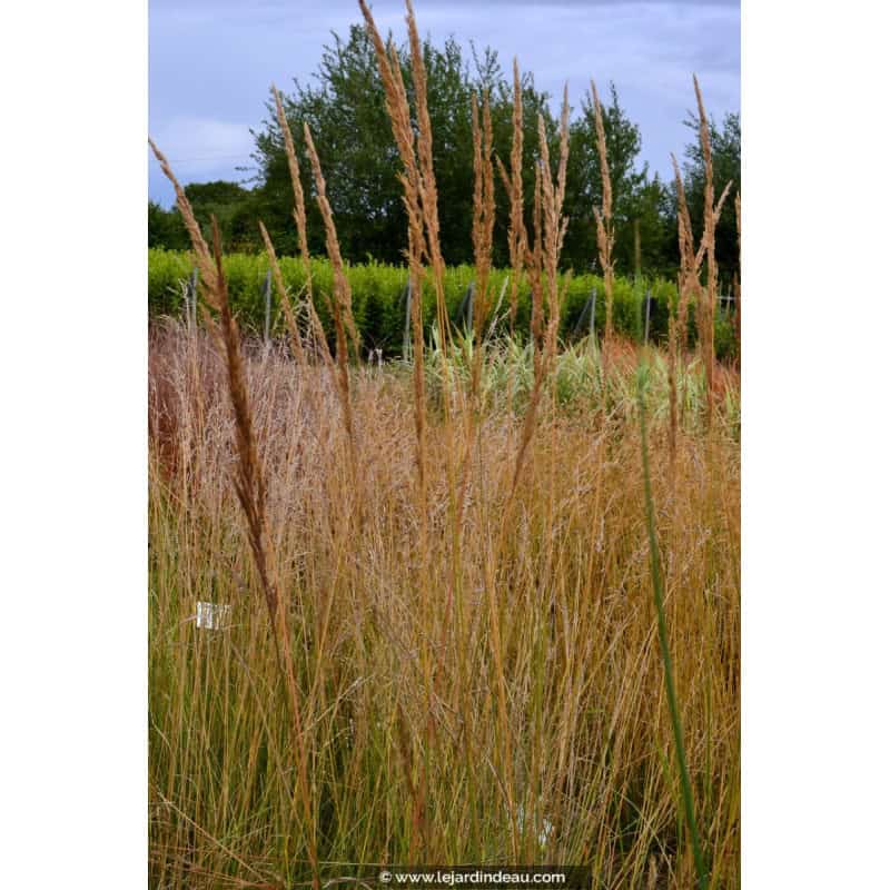 CALAMAGROSTIS x acutiflora 'Karl Foerster' CALAMAGROSTIS x acutiflora 'Karl Foerster'