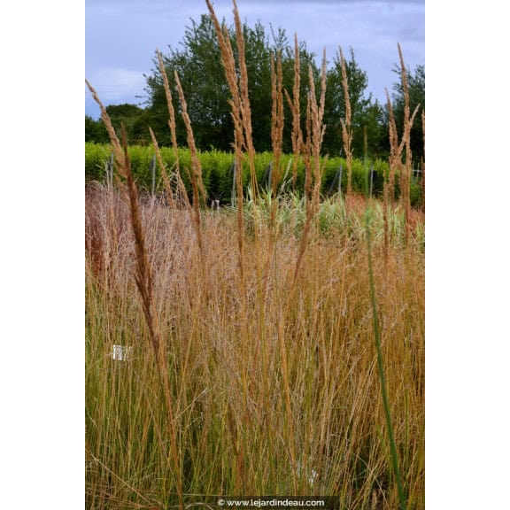 CALAMAGROSTIS x acutiflora 'Karl Foerster'