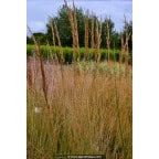 CALAMAGROSTIS x acutiflora 'Karl Foerster' CALAMAGROSTIS x acutiflora 'Karl Foerster'