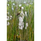ERIOPHORUM latifolium ERIOPHORUM latifolium