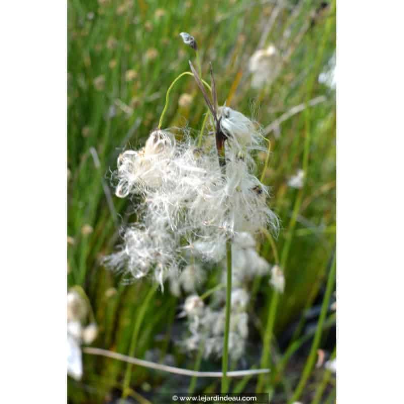 ERIOPHORUM latifolium ERIOPHORUM latifolium