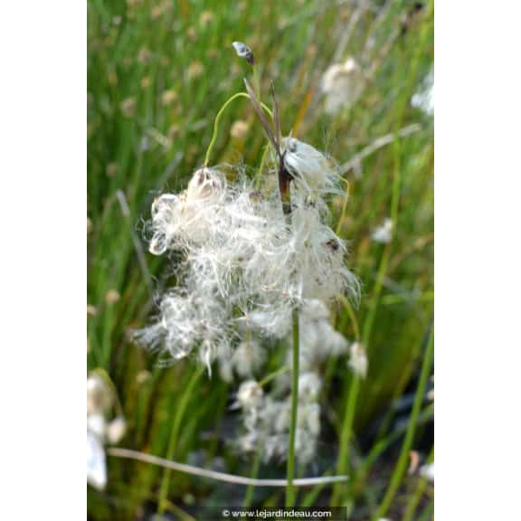 ERIOPHORUM latifolium
