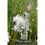 ERIOPHORUM latifolium ERIOPHORUM latifolium
