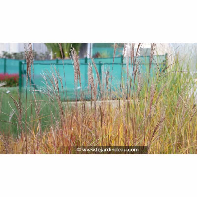 MISCANTHUS sinensis 'Etincelle' MISCANTHUS sinensis 'Etincelle'