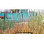 MISCANTHUS sinensis 'Etincelle' MISCANTHUS sinensis 'Etincelle'