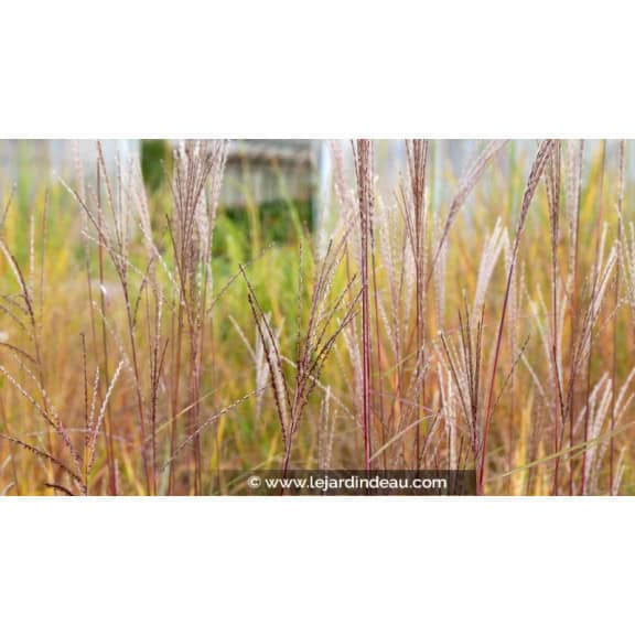 MISCANTHUS sinensis 'Etincelle'