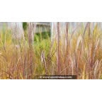 MISCANTHUS sinensis 'Etincelle' MISCANTHUS sinensis 'Etincelle'