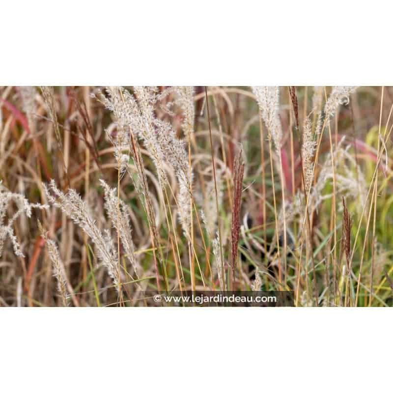 MISCANTHUS sinensis 'Ferner Osten' MISCANTHUS sinensis 'Ferner Osten'