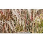 MISCANTHUS sinensis 'Ferner Osten' MISCANTHUS sinensis 'Ferner Osten'