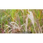MISCANTHUS sinensis 'Ferner Osten' MISCANTHUS sinensis 'Ferner Osten'