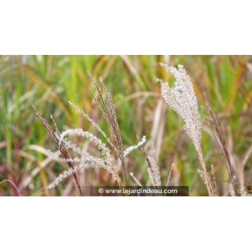 MISCANTHUS sinensis \'Ferner Osten\' - Roseau de Chine /  Eulalie /  Elephant Grass