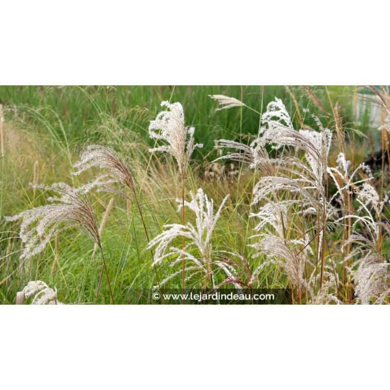 MISCANTHUS sinensis 'Kaskade' MISCANTHUS sinensis 'Kaskade'