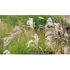 MISCANTHUS sinensis 'Kaskade' MISCANTHUS sinensis 'Kaskade'