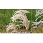 MISCANTHUS sinensis 'Kaskade' MISCANTHUS sinensis 'Kaskade'